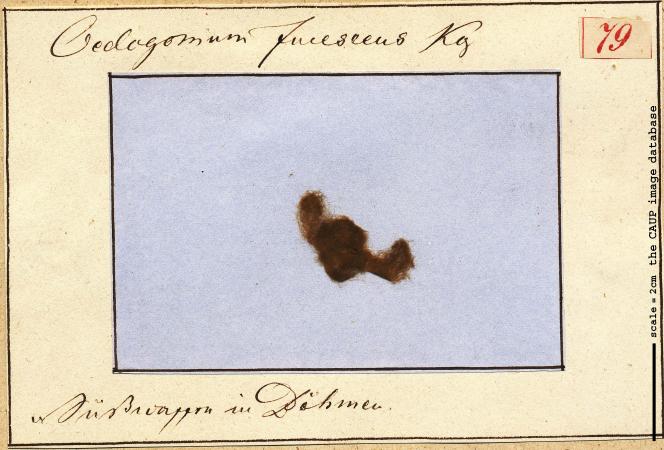 Oedogonium fuscescens.jpg